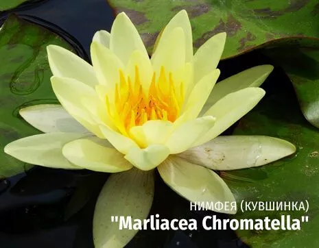 Marliacea Chromatella